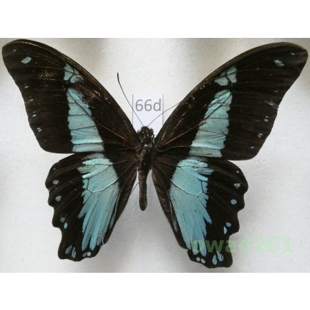 Papilio bromius chrapkowskoides Storace, 1952 Congo 87mm66d